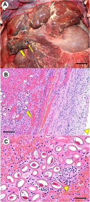 Emergence of a Zoonotic Pathogen in a Coastal Marine Sentinel: Capillaria hepatica (syn. Calodium hepaticum)-Associated Hepatitis in Southern <mark class="highlighted">Sea Otters</mark> (Enhydra lutris nereis)